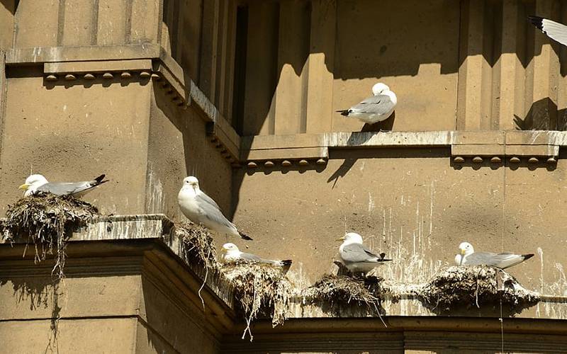 پرندوں کے فضلے سے لاکھوں روپے کمانے کا حیران کن طریقہ
