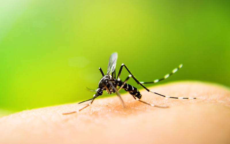 دنیا کے سب سے بڑے اسلامی ملک میں سائنسدانوں نے مچھروں کو ٹیکے لگا کر ڈینگی کا پھیلاﺅ روک لیا