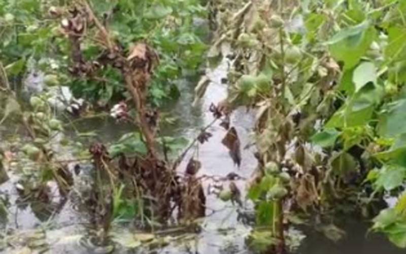 عمرکوٹ: حالیہ بارشوں کے باعث ہزاروں ایکڑ رقبہ پر کھڑی تیار مرچ کی فصل ڈوب گئی