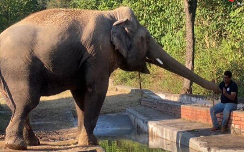 بھارت کی پاکستان کیخلاف روایتی ہٹ دھرمی کاون ہاتھی کی منتقلی میں رکاوٹ بن گئی 