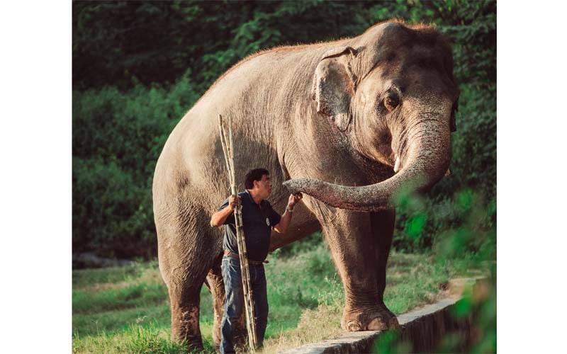 پاکستان سے جانے والے ہاتھی کاون کی زندگی کی کہانی جو آپ کو معلوم نہیں 