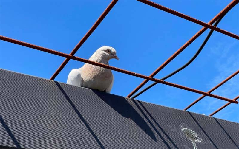 امریکہ سے آٹھ ہزار میل کا سفر طے کر کے آسٹریلیا آنے والے کبوتر کو سیکیورٹی رسک قرار دے دیا گیا ،انتہائی دلچسپ خبر آگئی 