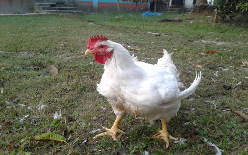 مرغی کا گوشت مہنگا ہونے پر پاکستانیوں نے ’بائیکاٹ چکن‘ مہم شروع کردی، کتنے روپے کلو مل رہا ہے؟ سوشل میڈیا پر طوفان آگیا