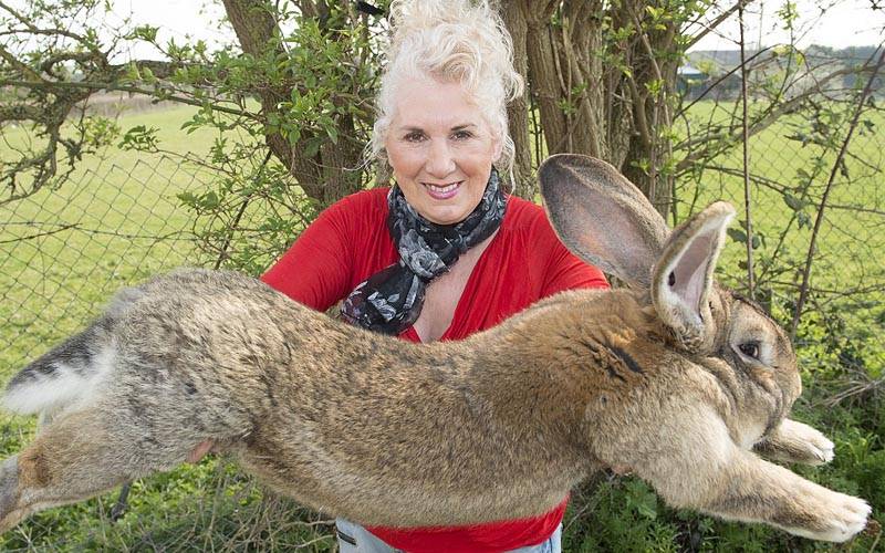 دنیا کا سب سے لمبا خرگوش چوری ہو گیا