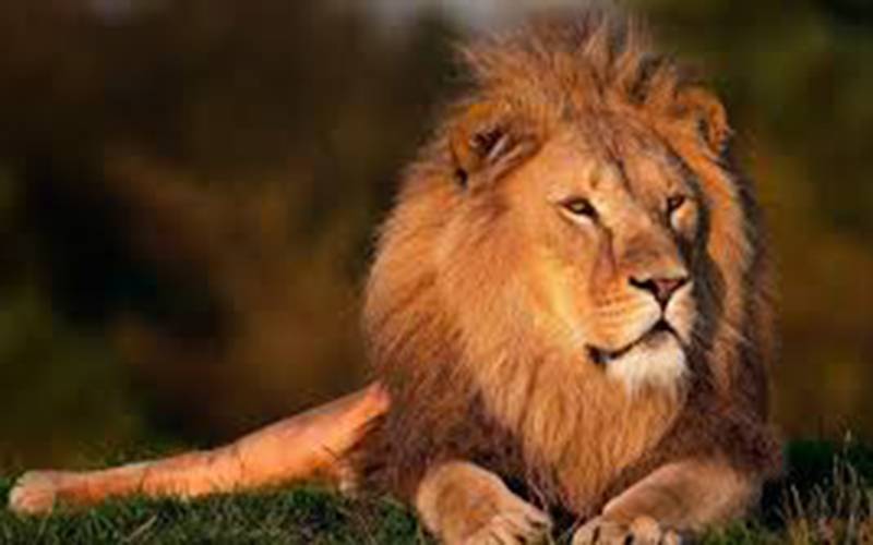 بھارت میں چڑیا گھر کے 5 شیروں میں بھی کورونا وائرس کی تصدیق، انتہائی حیران کن انکشاف