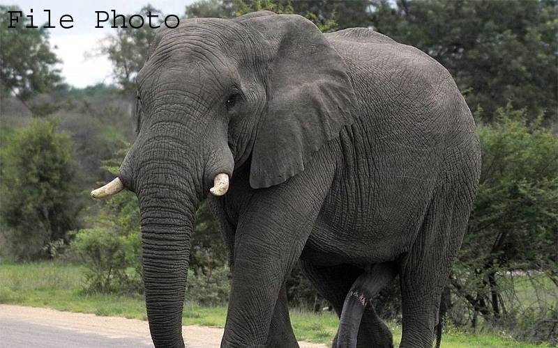 جھنڈ سے الگ کیے گئے بدمست ہاتھی نے معمر جوڑے کی جان لے لی، اب تک کتنے افرا د کو مار چکا؟ افسوسناک خبر