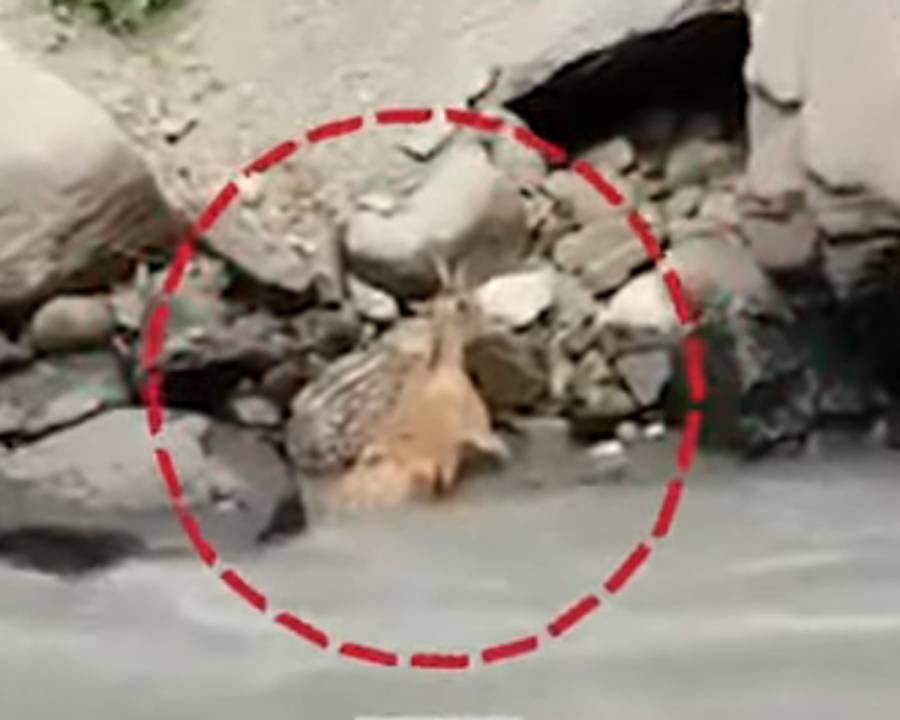 لوئر چترال، سیاح کی فائرنگ سے مارخو ر زخمی ہو کر دریا میں گرگیا