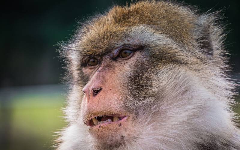 بندروں نے پولیس  کو تگنی کا ناچ نچادیا