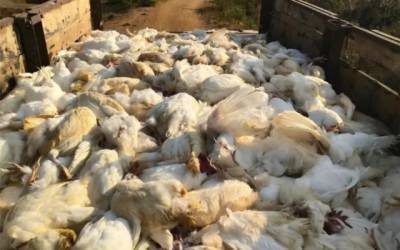 گاڑی سے 30 من مردہ مرغیاں برآمد، کس علاقے میں لے جائی جارہی تھیں؟  پریشان کن انکشاف