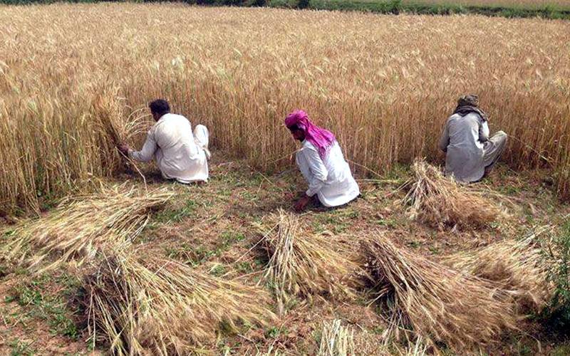 وزیر اعلیٰ پنجاب کا کسانوں سے گندم 2200 روپے فی من کے حساب  سے خریدنے کا اعلان 