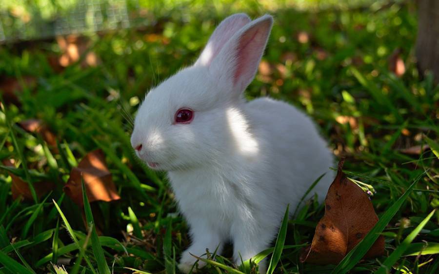 بدقسمت خرگوش --- ایک کہانی 