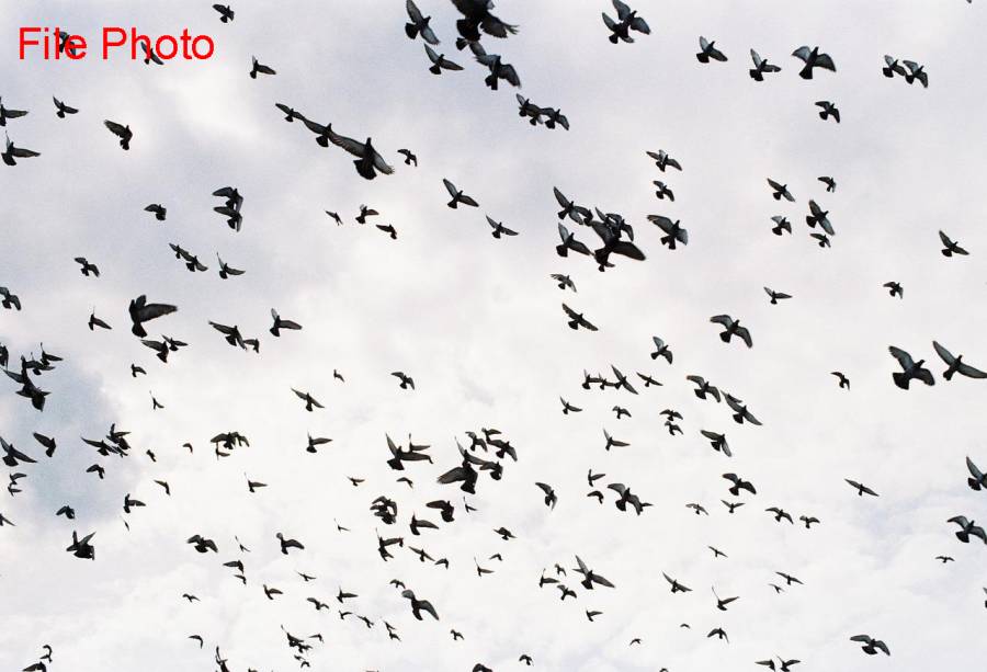 ہیٹ ویو، بھارت میں ہزاروں پرندے بے سدھ ہو کر زمین پر گرنے لگے