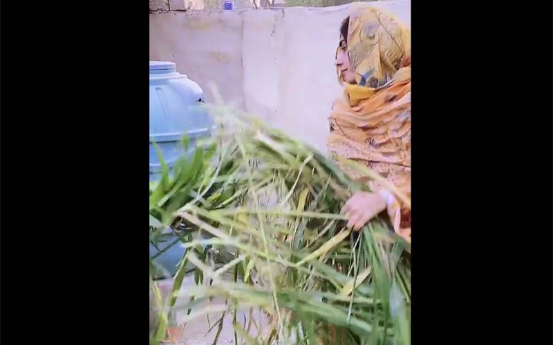 بھینسوں کا چارہ تیار کرتے ہوئے عامر لیاقت کی تیسری اہلیہ دانیہ شاہ کی ویڈیو سوشل میڈیا پر وائرل ہو گئی 