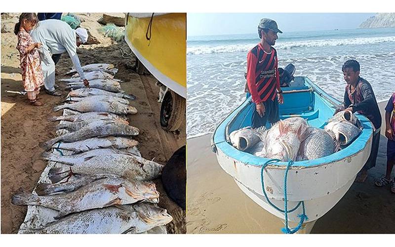 بلوچستان کے ماہی گیر صرف 18مچھلیاں پکڑ کر راتوں رات لکھ پتی بن گئے