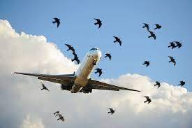 پائلٹ پرندوں سے خود نمٹیں، سول ایوی ایشن اتھارٹی کی پائلٹس کو 