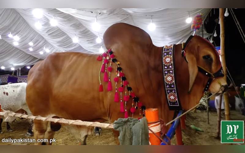 کراچی کی مویشی منڈی کا 'شیرو' جسے دیکھنے لوگ دور دور سے آتے ہیں