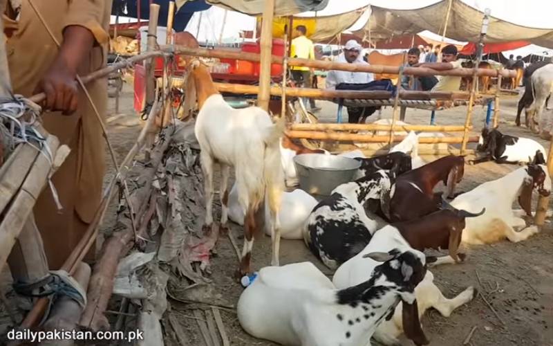 بارشوں کے باوجود منڈی میں جانوروں کی قیمتیں کم نہ ہوئیں، بیوپاری جانور لیکر واپس چل دیے