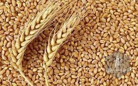 زیادہ قیمت کا معاملہ ،روس سے گندم کی خریداری کا ٹینڈر منسوخ  