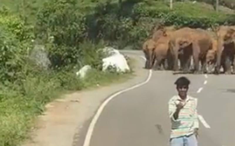 سیلفیاں لینے کی کوشش میں مصروف نوجوانوں کی ہاتھیوں نے دوڑ لگوادی، ویڈیووائرل