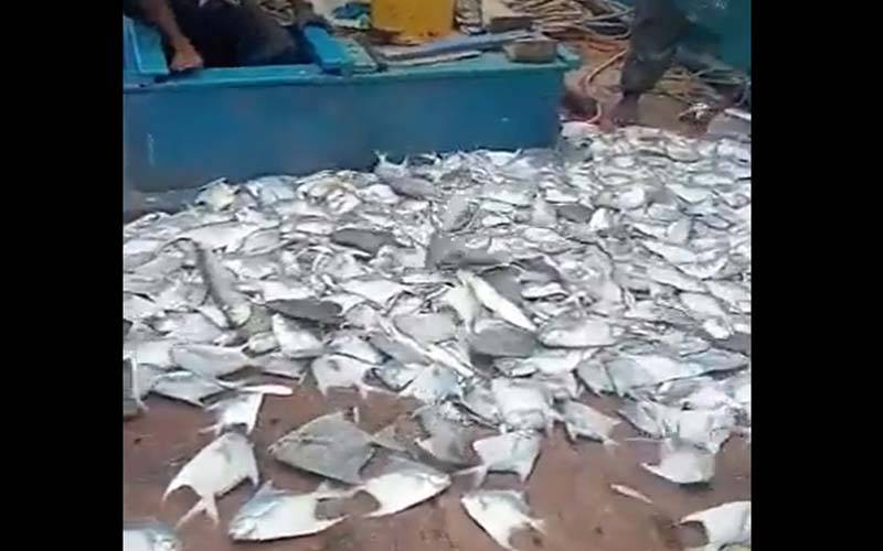 کراچی کے ماہی گیروں کی موجیں لگ گئیں، مہنگی ترین مچھلی کا جھنڈ پکڑ لیا، ویڈیو دیکھیں