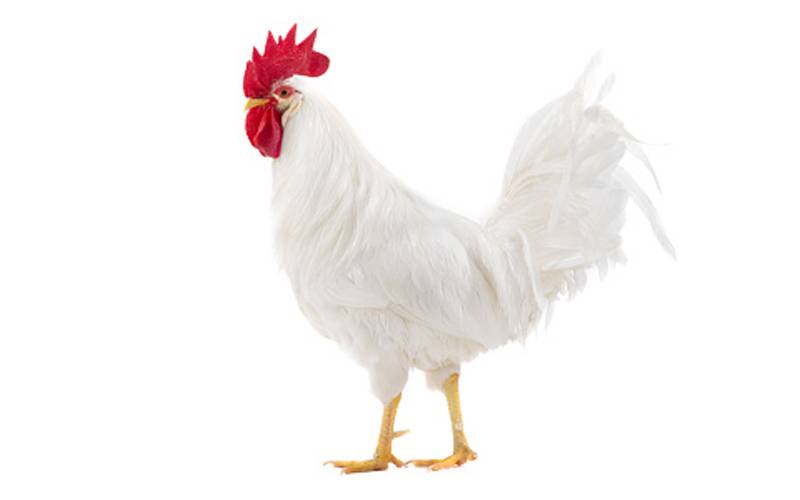 مرغے کی بانگوں سے تنگ شہری نے پڑوسی کے خلاف عدالت جانے کا فیصلہ کرلیا