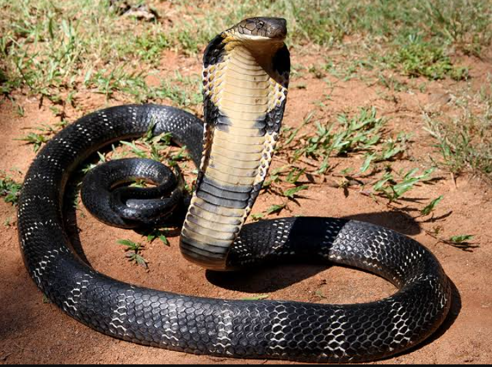 سیہون میں 97 افراد کو سانپوں نے ڈس لیا