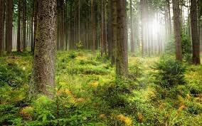   ملک بھر میں جنگلات کی بحالی کیلئے نیشنل ایکشن پلان بنانے کا فیصلہ  کر لیا گیا 