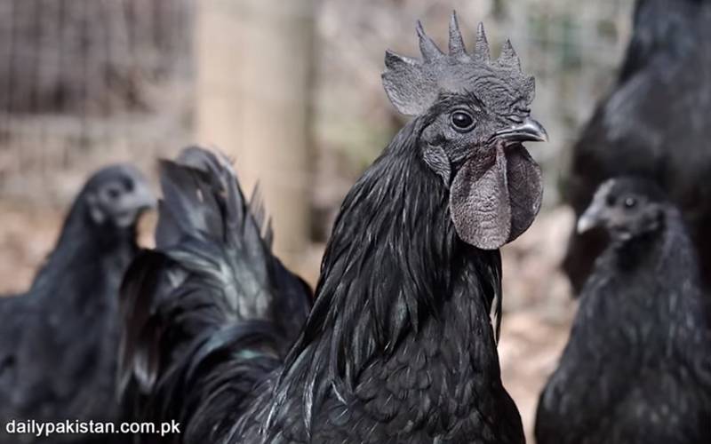 دنیا کی سب سے مہنگی مرغی، ایک مرغی کی قیمت 60 ہزار روپے سے بھی زیادہ