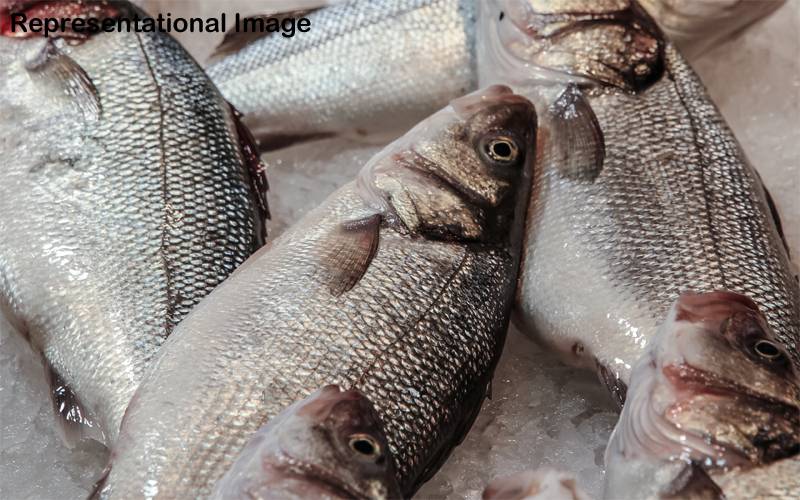 ماہرین نے مچھلی کا ایسا نقصان بتا دیا جو آج سے پہلے کبھی سامنے نہیں آیا تھا