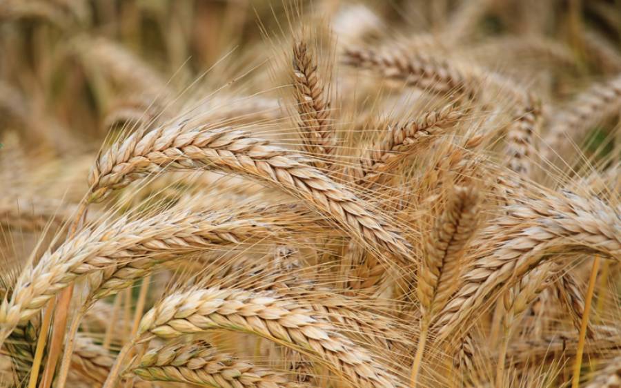 پنجاب کی نگران حکومت کا کسانوں کے لیے احسن اقدام ، گندم کی نئی قیمت مقرر کردی گئی 