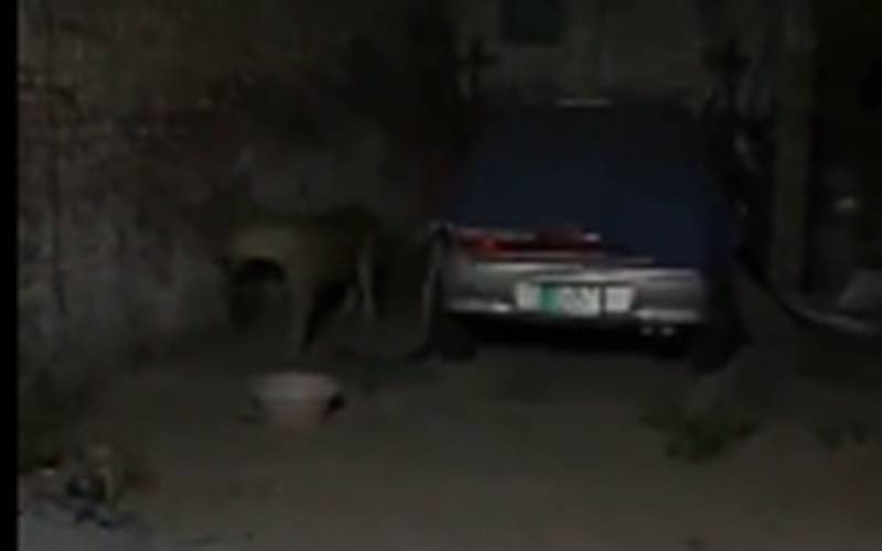 شیخوپورہ میں پنجرہ کھلنے سے سرکس کے 4 شیر بھاگ نکلے ، ویڈیو وائرل