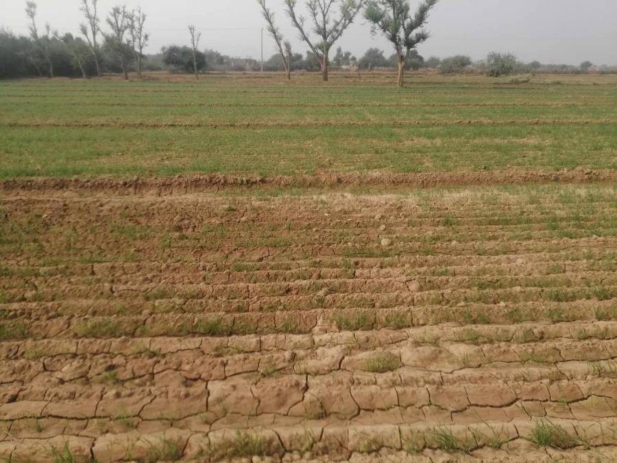 گندم کی بوائی متاثر، کاشتکار منافع بخش فصلوں کی جانب منتقل ہونے لگے