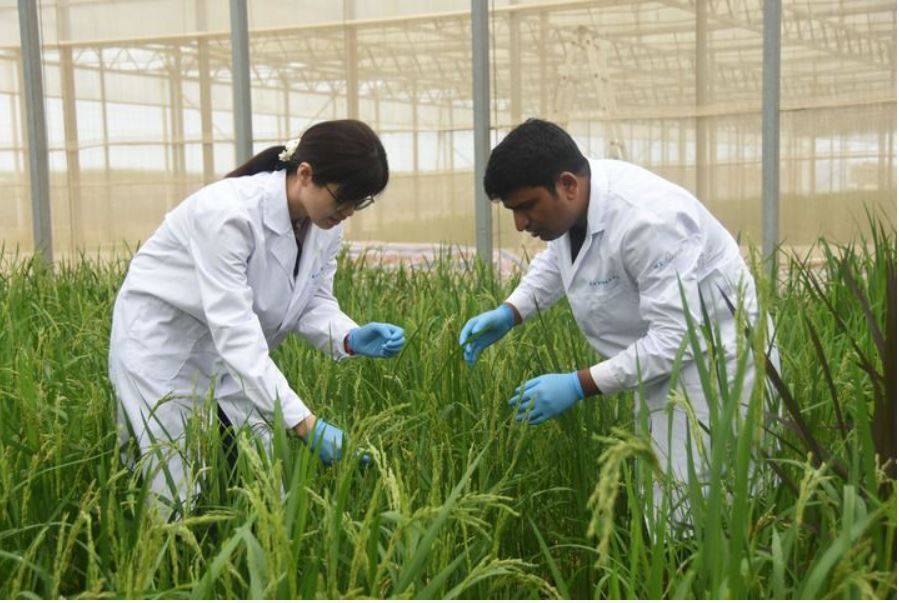 پاکستانی محققین چینی ساتھیوں کے تعاون سے زرعی اختراع کے فروغ میں مصروف عمل