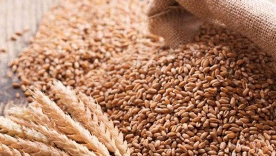 حکومت پنجاب کا اہم اعلان, صوبہ سے گندم کی نقل و حمل کی باقاعدہ اجازت مل گئی