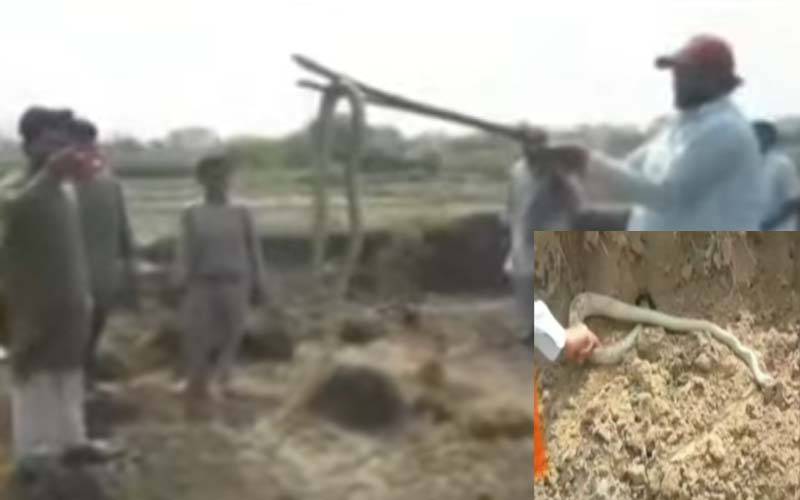 ظفروال؛کسانوں نے بھارتی نسل کے 10فٹ لمبے کوبرا سانپ کو پکڑ کر مار دیا