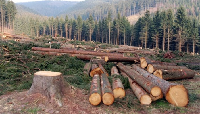 خیبرپختونخوا میں درختوں کی غیرقانونی کٹائی میں محکمہ جنگلات کے افسران کے ملوث ہونے کا انکشاف