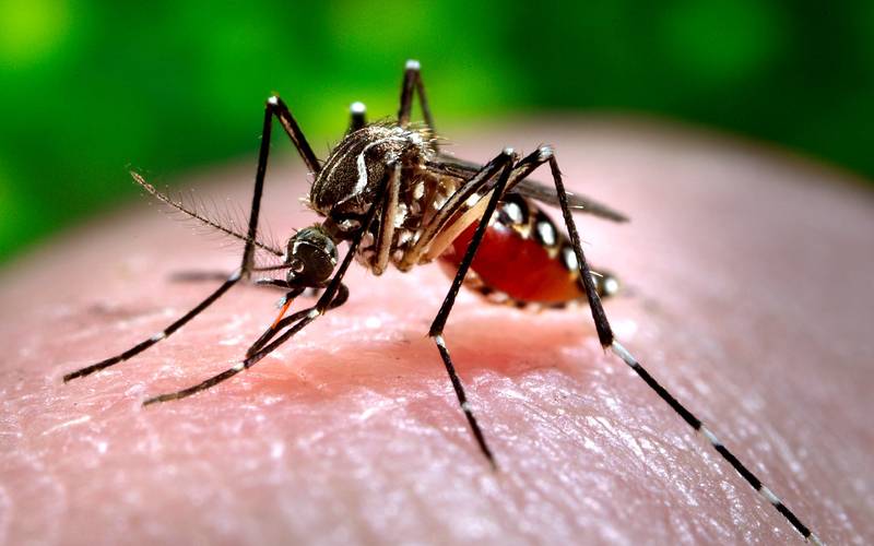 24 گھنٹے کے دوران اسلام آباد اور راولپنڈی میں ڈینگی کے 54 نئے کیسز رپورٹ