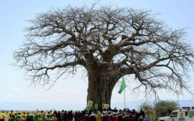 تین ہزار پرانا درخت جس کے تنے میں 40 افراد سما سکتے ہیں لیکن اب اس کی حالت کیاہے ؟ انتہائی افسوسناک خبر آ گئی 