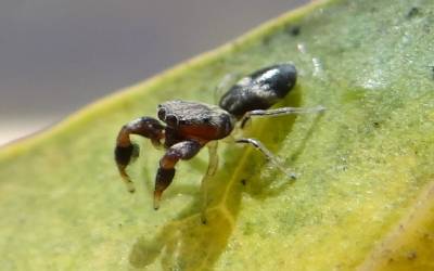 سچن ٹنڈولکر سپائڈر مین بن گئے، انڈیا میں ملنے والی نئی قسم کی مکڑی کا نام سچن ٹنڈولکر رکھ دیا گیا