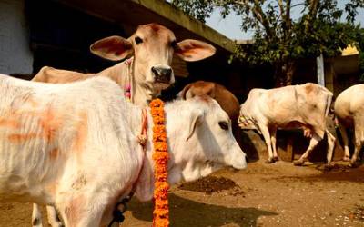 بھارتی حکومت نے گائے کے گوبر سے ٹوتھ پیسٹ بنانے کی تیار کرلی