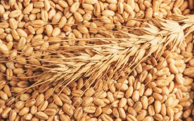   پنجاب میں گندم کی پیداوار کم ہونے کا خدشہ
