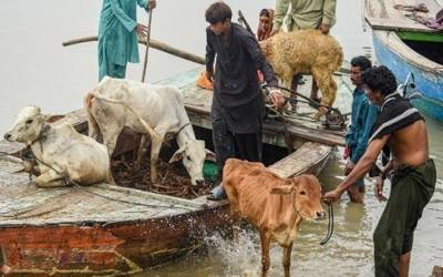 سیلاب سے متاثرہ علاقوں میں کسان اپنے مویشی انتہائی کم قیمت پر بیچنے پر مجبور، بیوپاریوں نے متاثرہ علاقوں کا رخ کرلیا