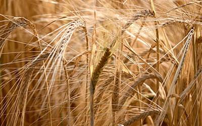 پنجاب میں گندم کی امدادی قیمت 3 ہزار روپے من مقرر