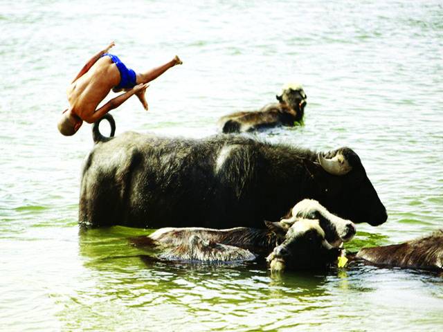 نجف:بچہ دریا میں گائے کو نہلاتے ہوئے خود بھی پانی میں چھلانگیں لگا رہا ہے