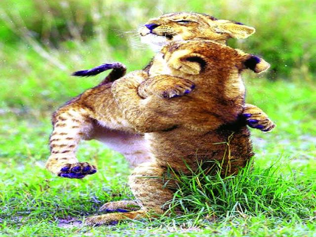 جوہانسبرگ: شیر کے دو بچے آپس میں کھیل رہے ہیں