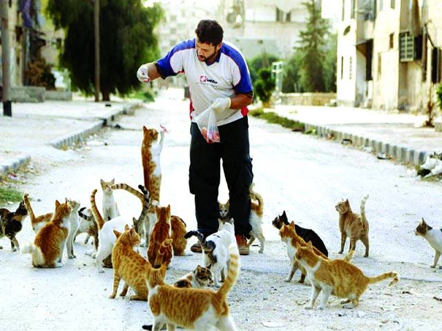 دمشق ﺅ: شامی ڈارئیور بلیوں کو خوراک ڈال رہا ہے