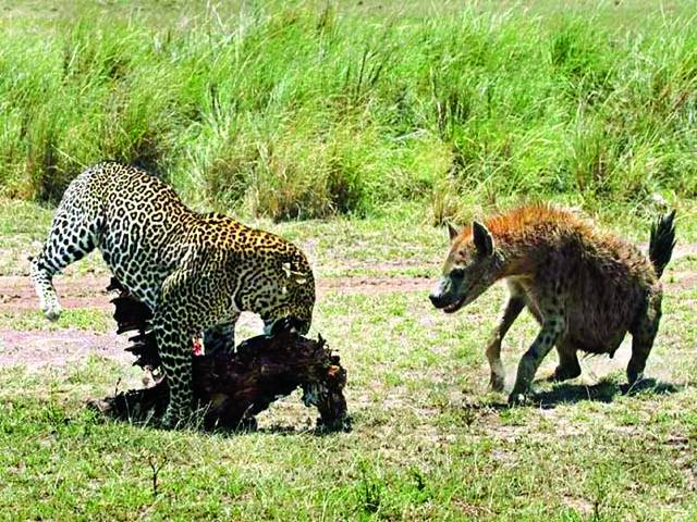 سڈنی: دو چیتے شکارکئے گئے جانور کو کھا رہے ہیں