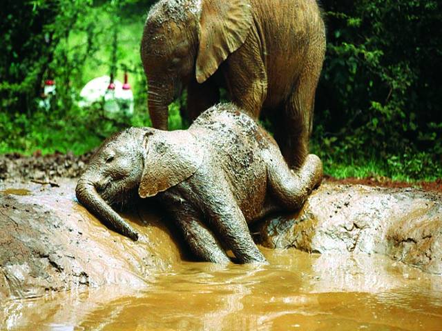 نیروبی: ہاتھی مٹی سے کھیل رہے ہیں