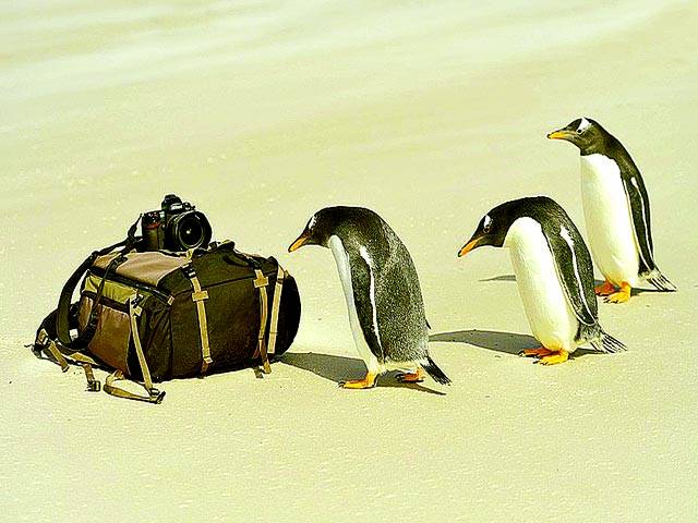 سڈنی: پینگوئن کیمرے کے پاس کھڑے ہیں
