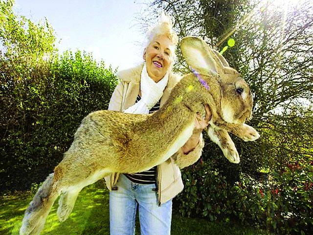  ہیوی ویٹ چیلنج ٹائٹل،دنیا کے سب سے بڑے خرگوش کو شکست دینے کیلئے اس کا بچہ تیا ر 